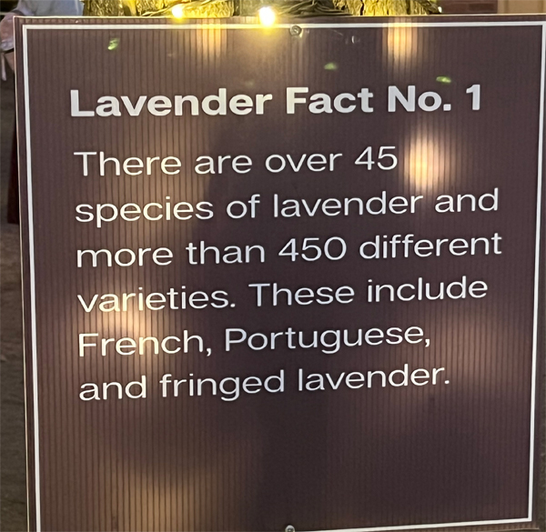 Lavender fact 1
