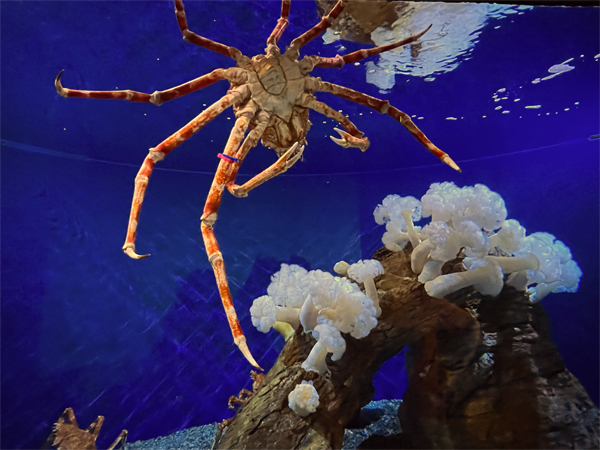 crab
