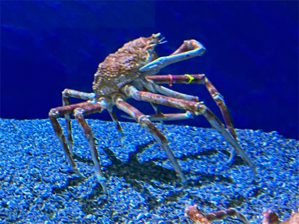 crab