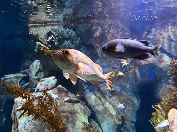 fish at The Aquarium of the Pacific
