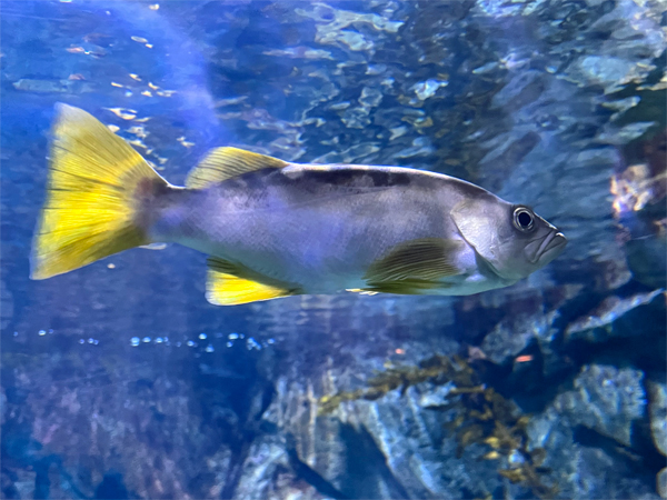 fish at The Aquarium of the Pacific