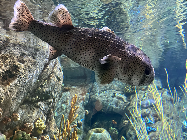 fish at The Aquarium of the Pacific