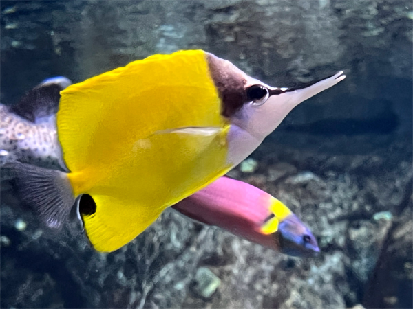 fish at The Aquarium of the Pacific
