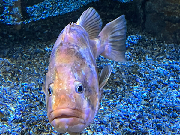 fish at The Aquarium of the Pacific