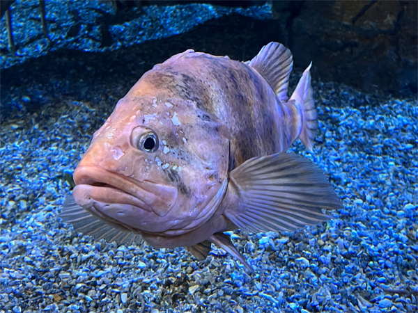 fish at The Aquarium of the Pacific