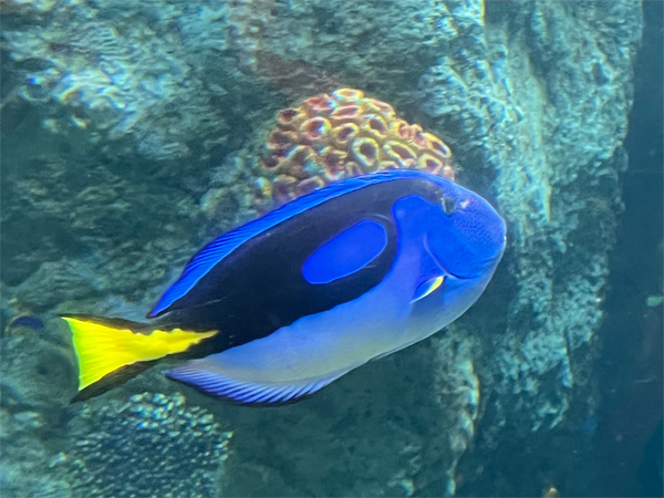 fish at The Aquarium of the Pacific