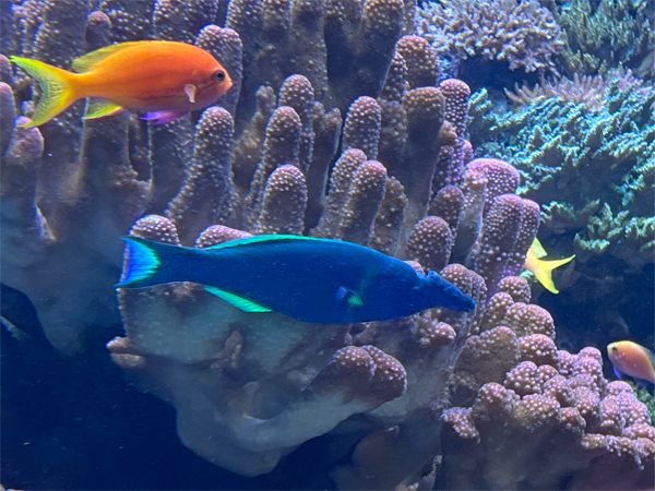 fish at The Aquarium of the Pacific