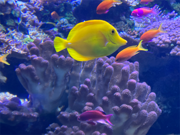 fish at The Aquarium of the Pacific