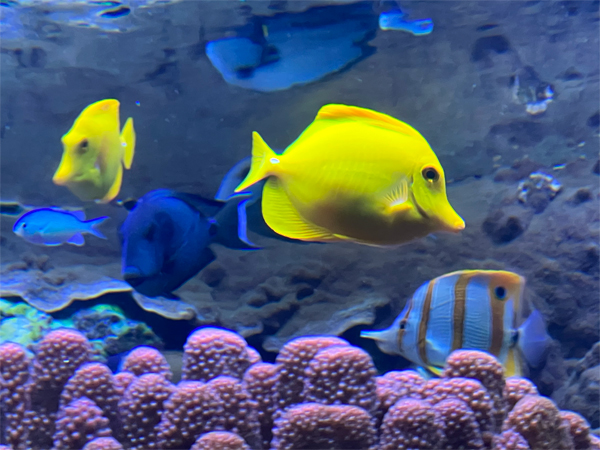 fish at The Aquarium of the Pacific