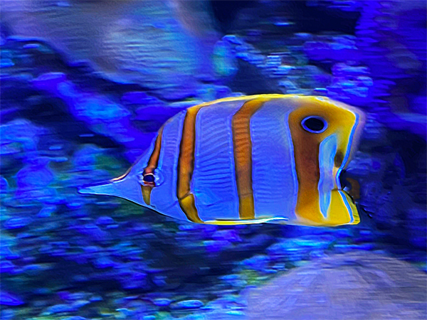 fish at The Aquarium of the Pacific