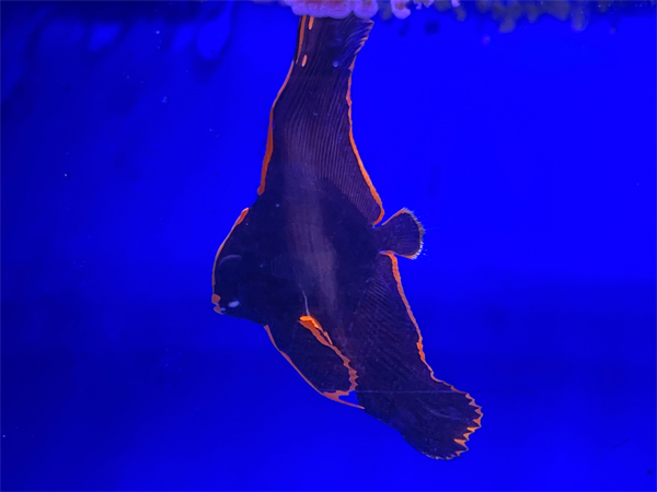 fish at The Aquarium of the Pacific