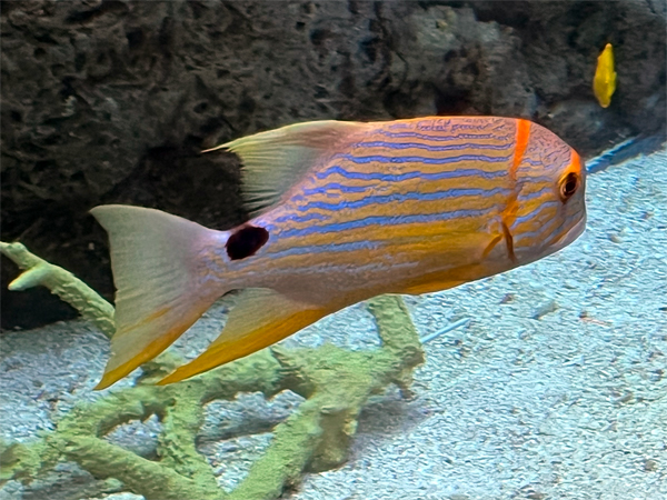 fish at The Aquarium of the Pacific