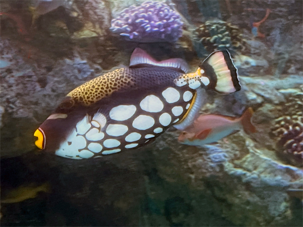 fish at The Aquarium of the Pacific
