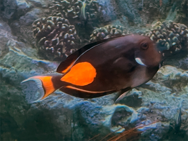 fish at The Aquarium of the Pacific