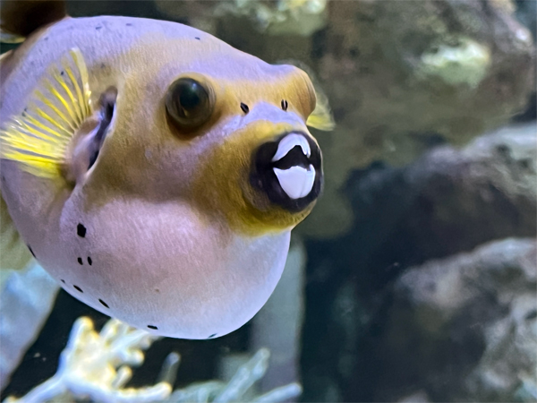 fish at The Aquarium of the Pacific