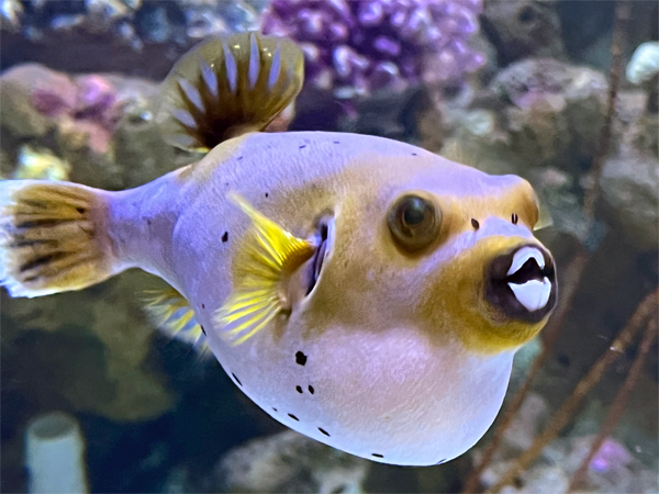 fish at The Aquarium of the Pacific