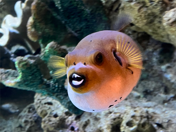 fish at The Aquarium of the Pacific
