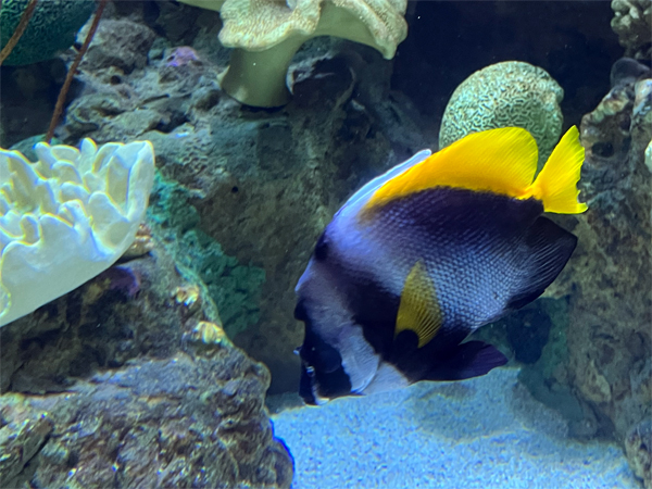 fish at The Aquarium of the Pacific