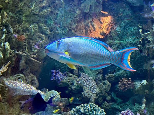 fish at The Aquarium of the Pacific