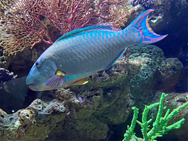 fish at The Aquarium of the Pacific