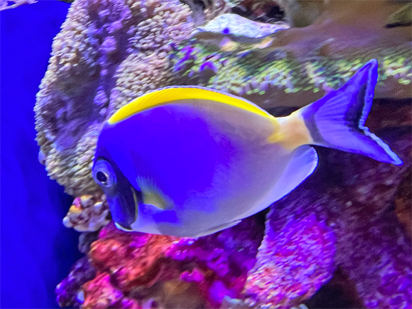 fish at The Aquarium of the Pacific