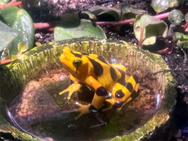 Panamanian Golden Frog