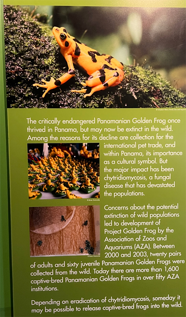 Panamanian Golden Frog