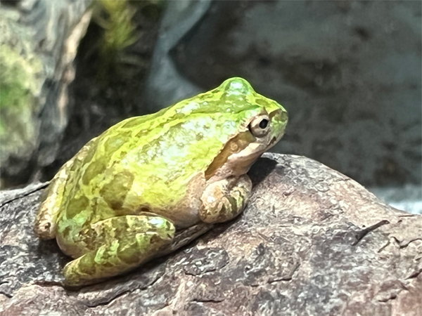 frog