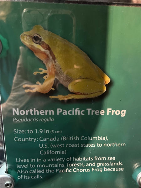 Northern Pacific Tree Frog