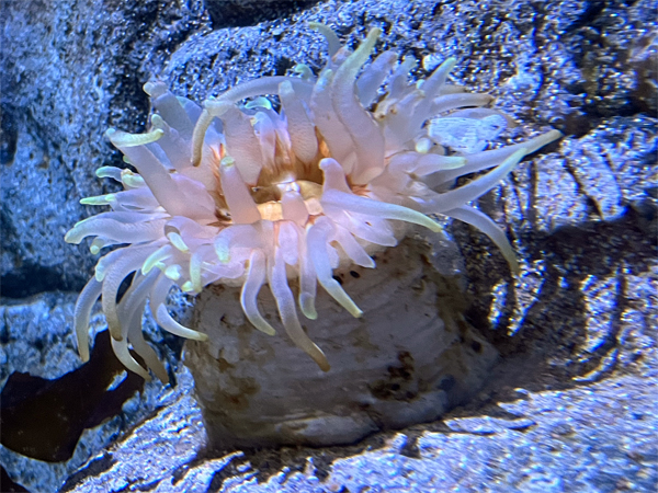 Sea anemone