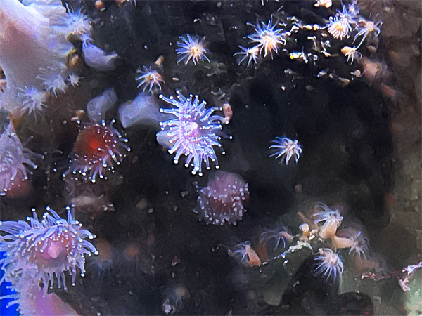 Sea anemones