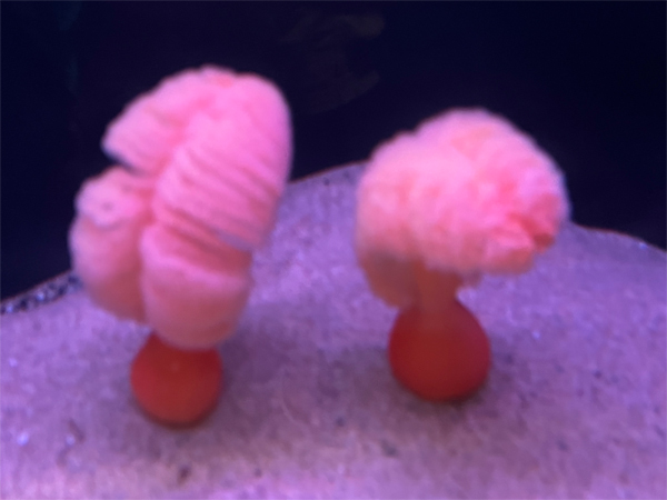 Sea anemones