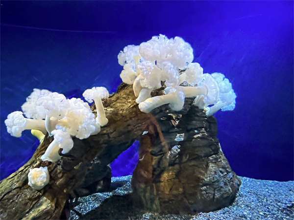 Sea anemone