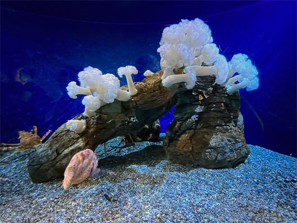 Sea anemone