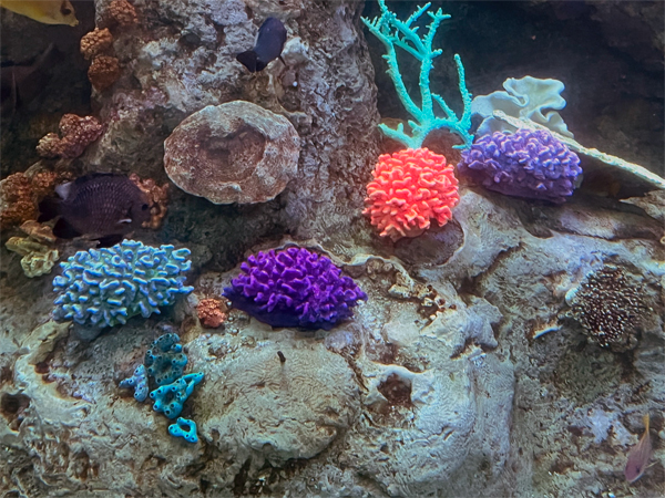 GLOWING REEFS