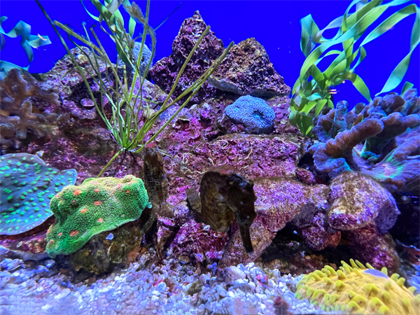 GLOWING REEFS