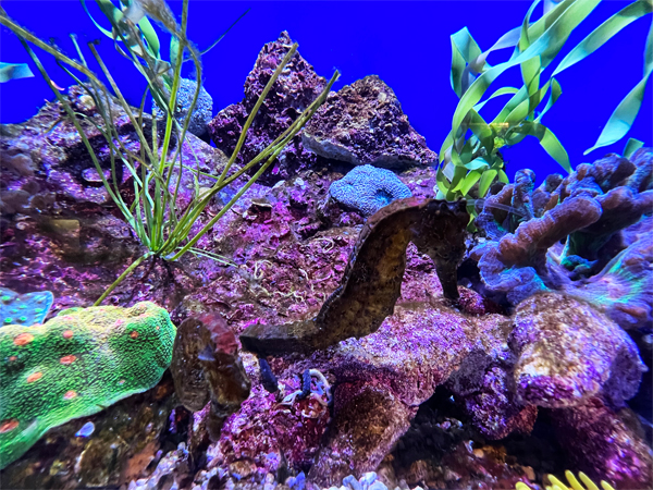 GLOWING REEFS