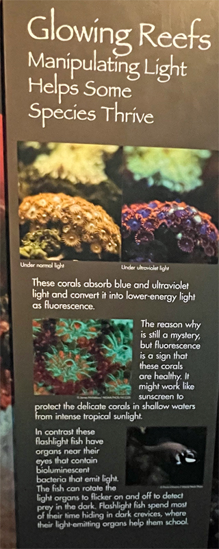 GLOWING REEFS uign
