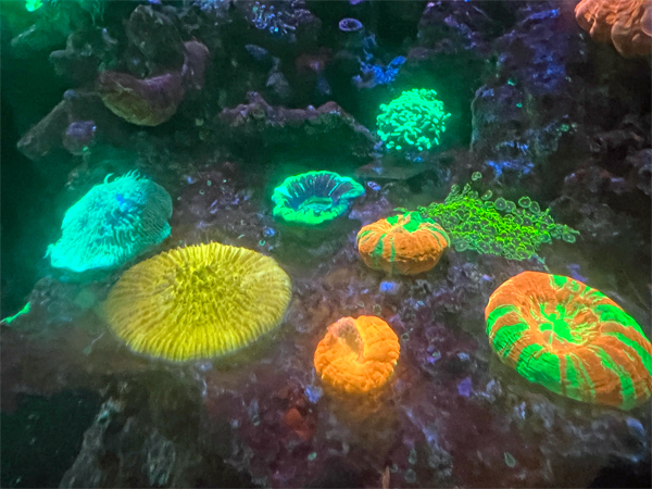 GLOWING REEFS
