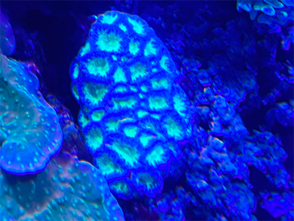 GLOWING REEFS