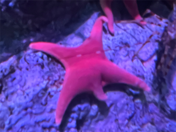 starfish - sea stars
