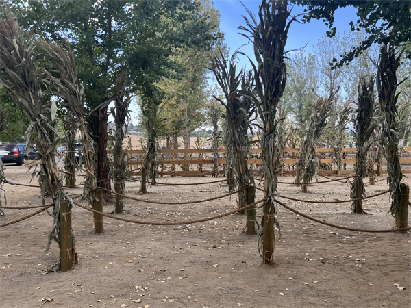 a small corn maze for kids