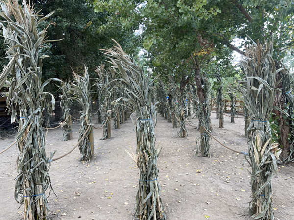 small corn maze for kids