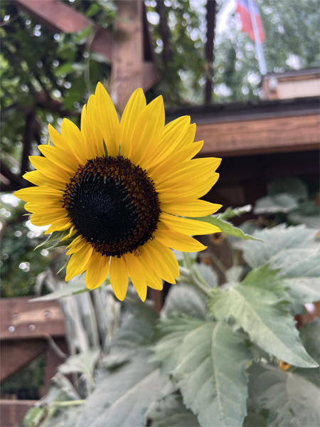 a sunflower