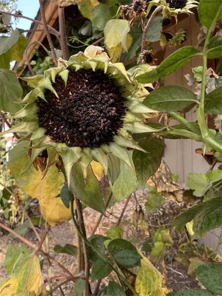 a special sunflower