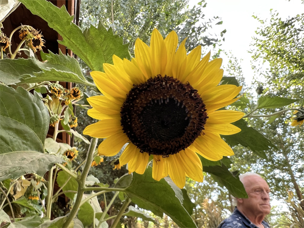 Sunflower and Lee Duquette