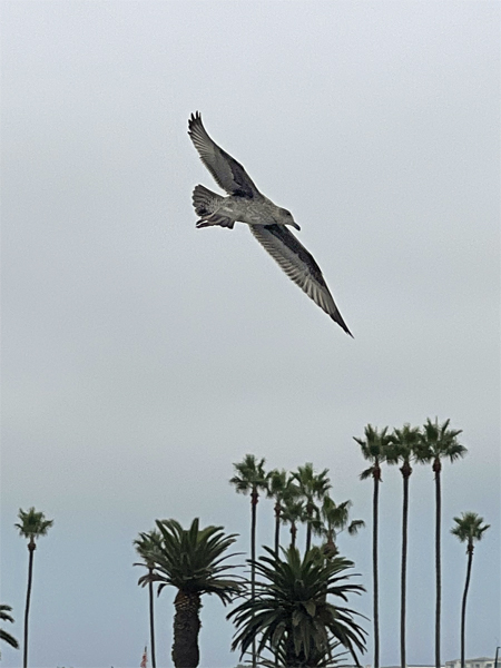 bird flying overhead