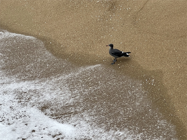 Bird on the beach