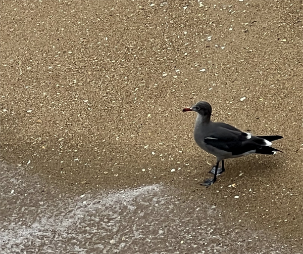 Bird on the beach