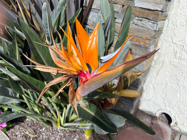 Bird-of-Paradise flower